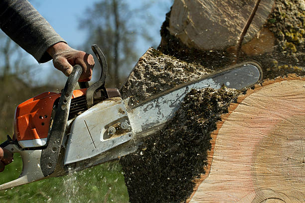 Tree Service Company in Appalachia, VA